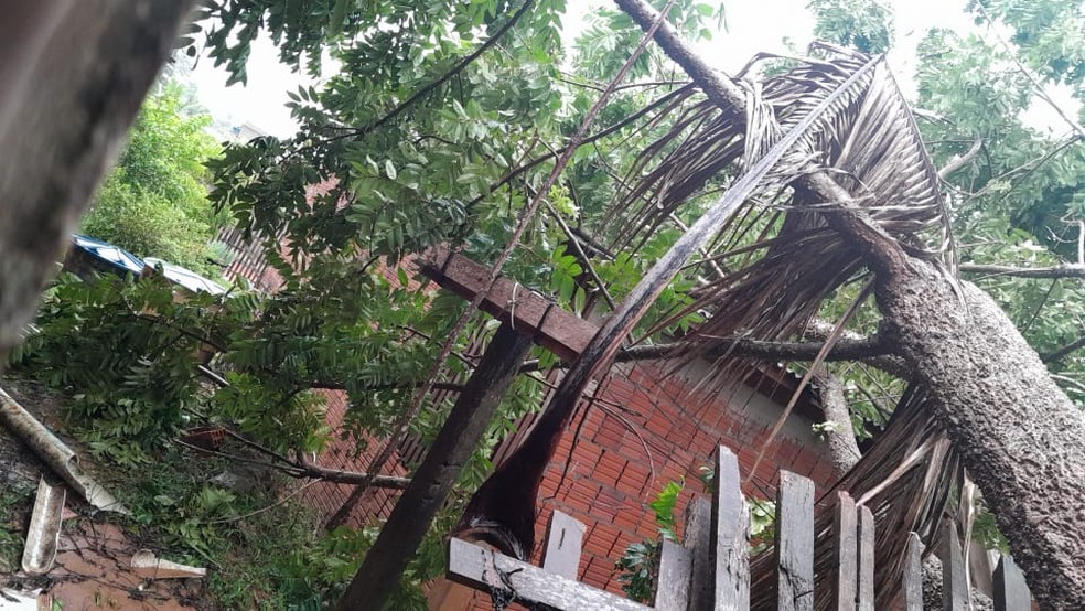 Maioria das ocorrência é de queda de árvores  — Foto: Defesa Civil Municipal 