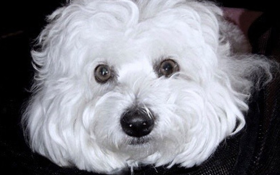 A cachorrinha Samantha, que morreu em 2017, teve células coletadas e usadas para produzir clones (Foto: Reprodução/Instagram/Barbra Streisand)