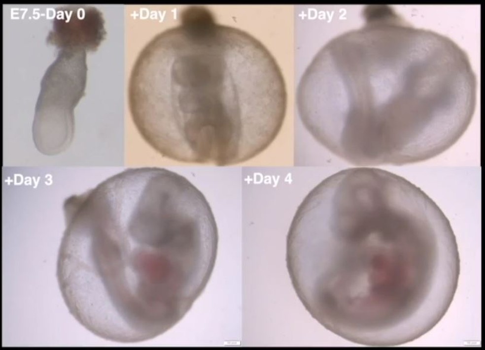Cientistas desenvolvem embriões de camundongos em útero mecânico — Foto: Nature/Divulgação