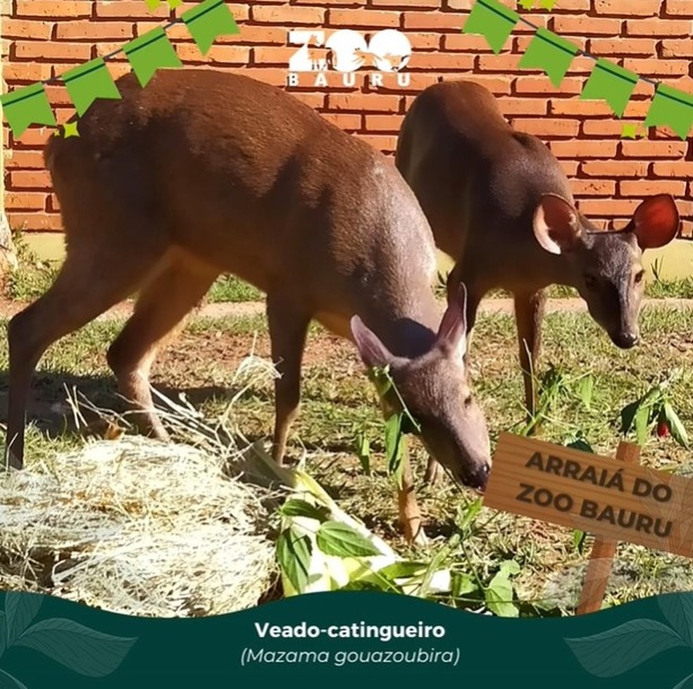 Animais de zoológico de Bauru ganham ‘arraiá’ junino com comidas típicas — Foto: Zoológico de Bauru/Divulgação