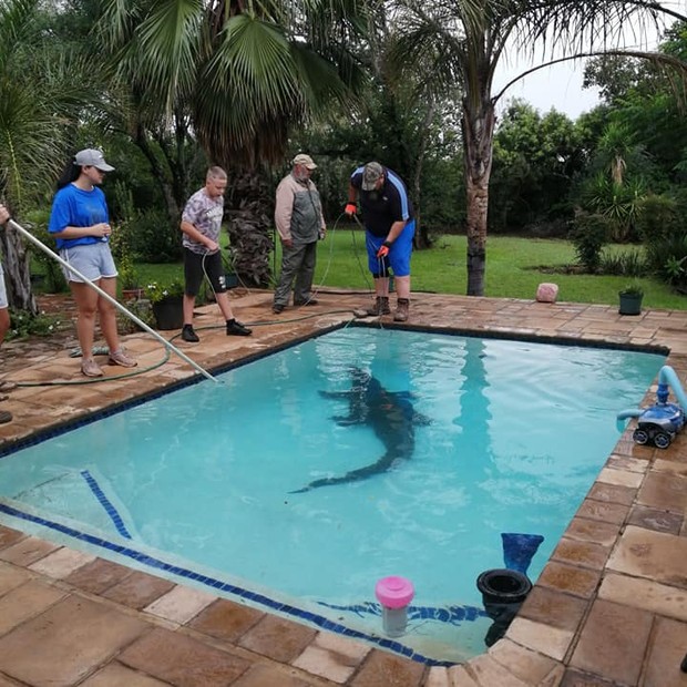 Crocodilo de três metros é resgatado em piscina particular na África do Sul (Foto: reprodução/Instagram)