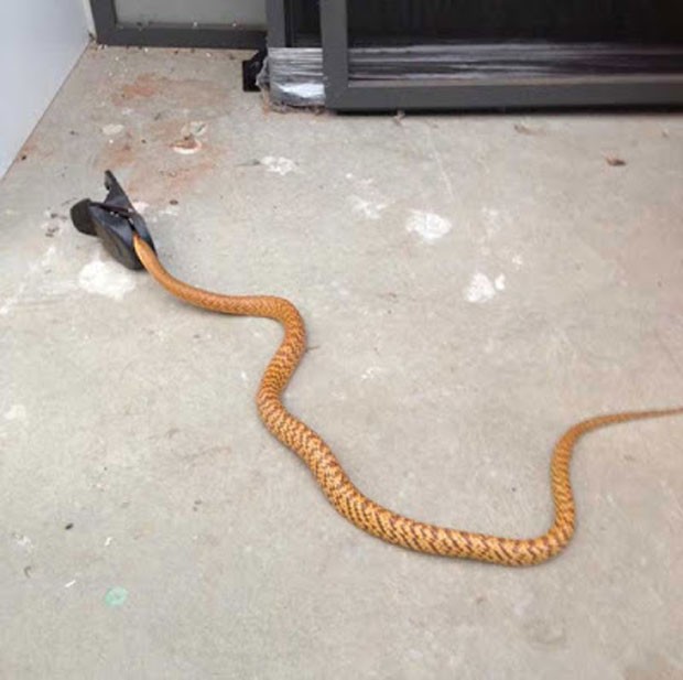 Então toma! Rato aplica voadora incrível em cobra venenosa - Fotos