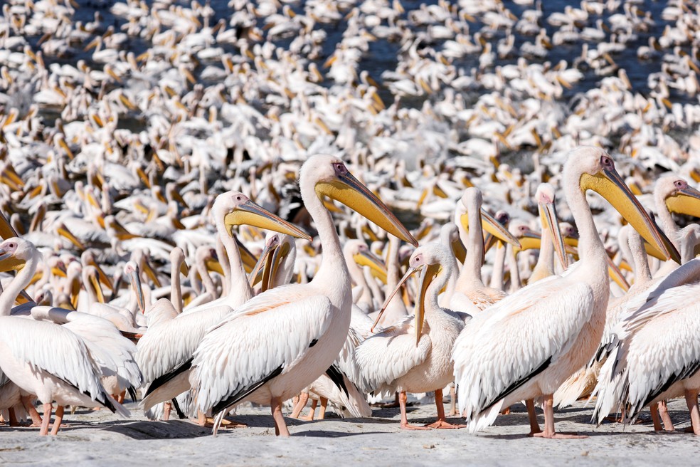 Imagem de pelicanos que param em Israel no meio de rota de imigração, em 8 de novembro de 2021 — Foto: Amir Cohen/Reuters