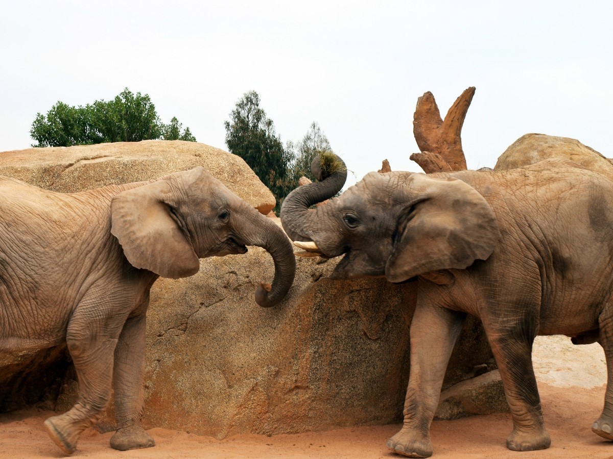 Quando morre algum elefante do bando, os outros tendem a tocar uns aos outros como ato de consolo (Foto: Pexels/ Nilina/ CreativeCommons)