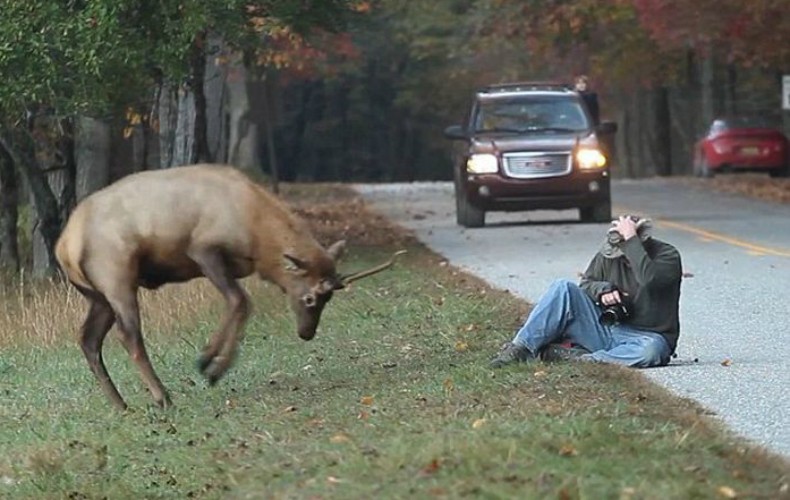 Irritado, veado ataca fotógrafo em parque nos EUA (Foto: Reprodução/Rotorama)