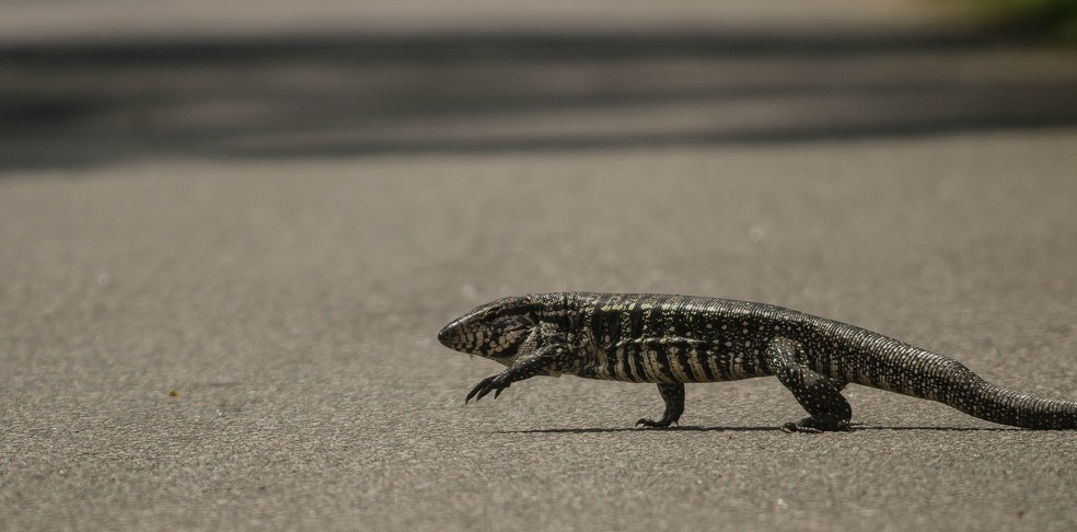 Filhote De Teiu Nasce Com Tons Esverdeados E Ovos Sao Cuidados Pelos Pais Terra Da Gente G1