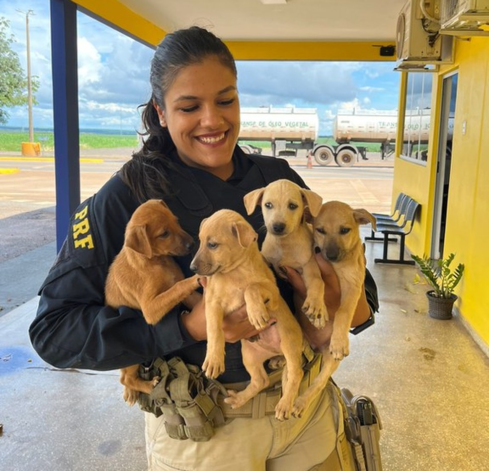 Filhotes de cachorro abandonados em BR são resgatados na véspera de Natal  em MT | Mato Grosso | G1