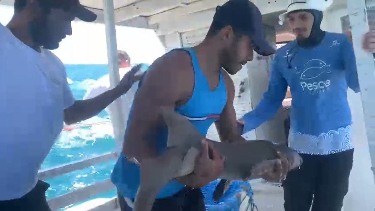 Tubarão 'Shakira' é devolvido ao mar após passar por reabilitação e virar atração em Fortaleza