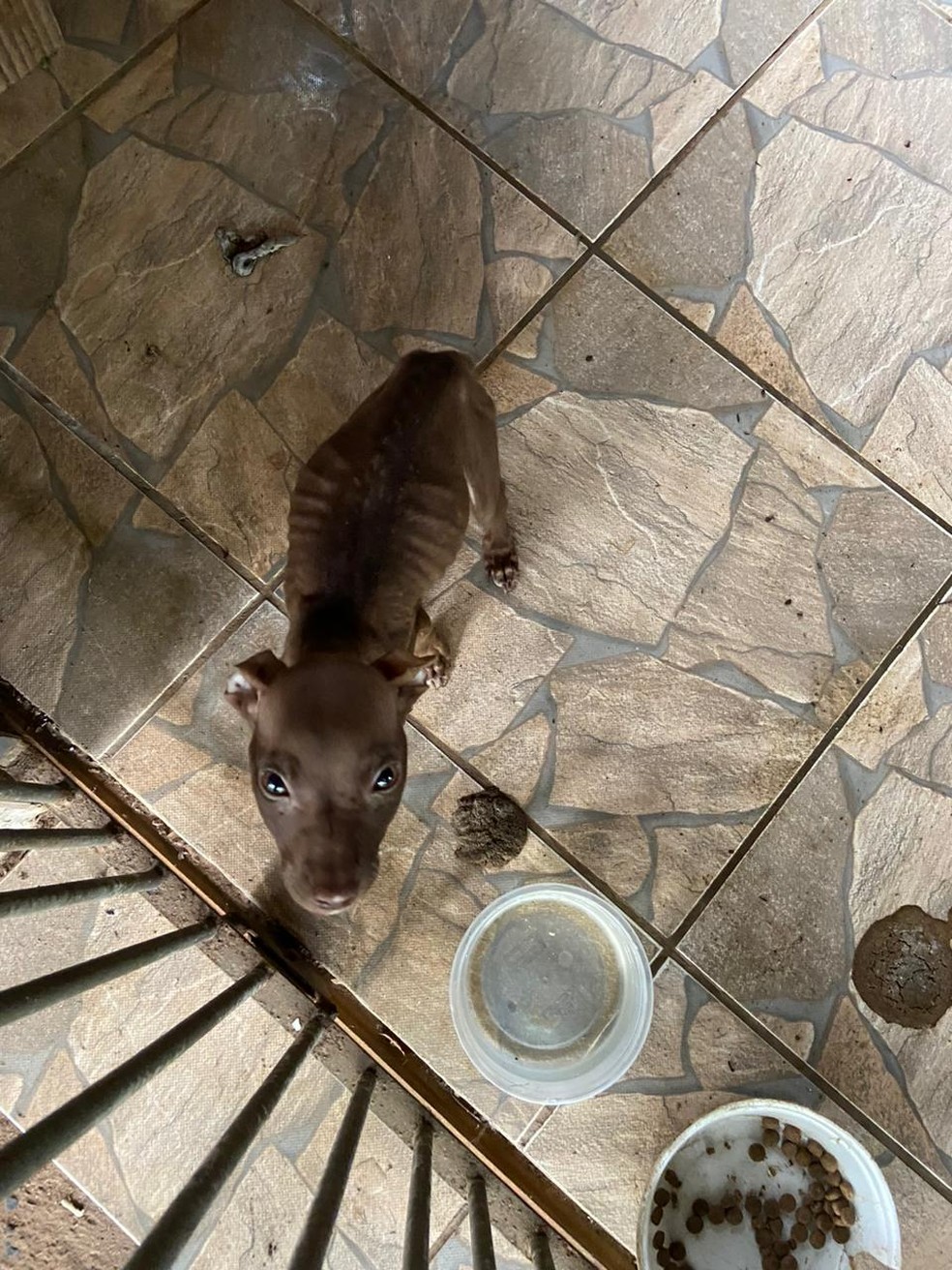 Uma pitbull filhote foi resgatada em situação de maus-tratos em Gália (SP) — Foto: ONG Spaddes/Divulgação