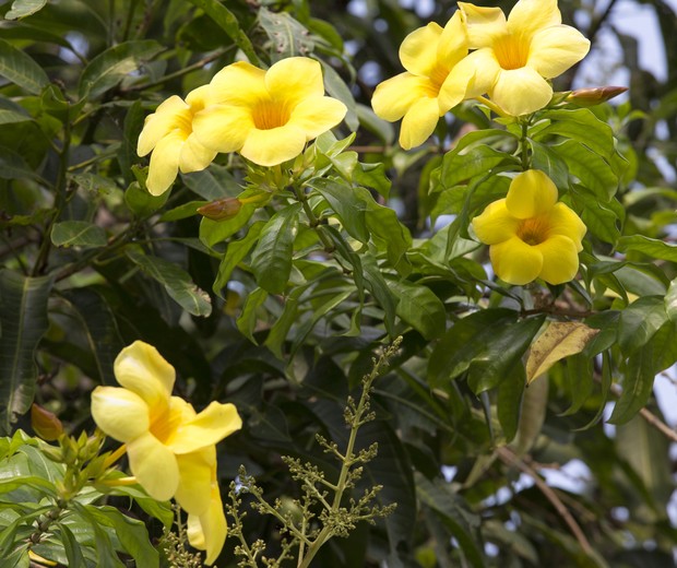 yellow flowers with green plant background, Asia (Foto: Getty Images/iStockphoto)