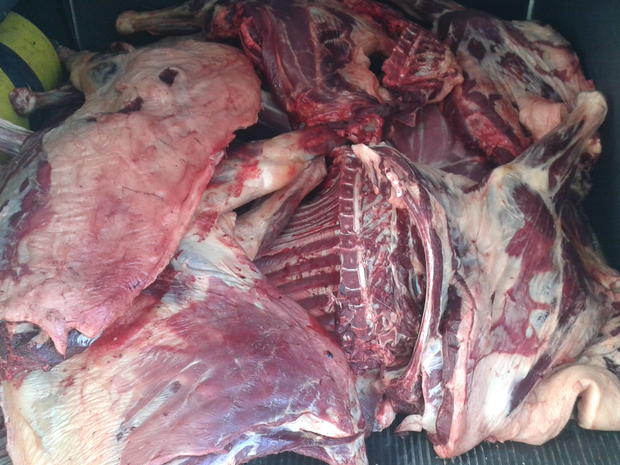 Matadouro clandestino que vendia carne de jumentos e cavalos é fechado em  Limoeiro, Pernambuco