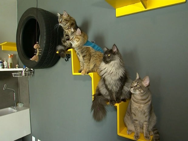 Mercado pet se adapta para atender gatos de estimação e seus donos (Foto: Reprodução/TV TEM)
