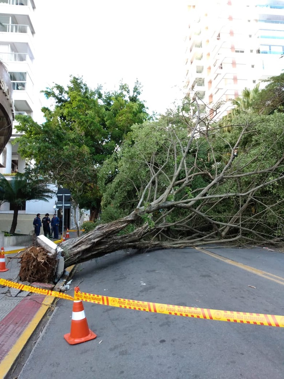 Avenida Trompowsky, no Centro de Florianópolis interditada por causa da queda de árvore — Foto: PMF/ Divulgação