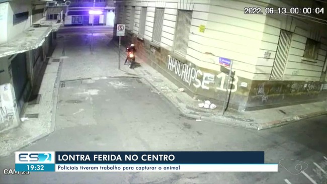 Vídeo mostra lontra pelas ruas do Centro de Vitória
