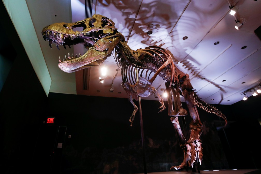 Um dos mais completos esqueletos de T-rex vai a leilão e pode ultrapassar os US$8 milhões — Foto: Mike Segar/Reuters