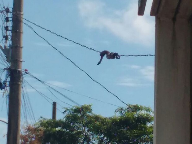 Bombeiros resgatam cobra Jiboia de dentro de pneu, em terreno no Crato