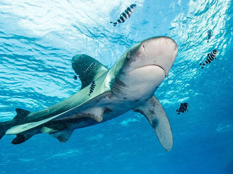 O tubarão galha-branca-oceânico é um dos mais ameaçados de extinção (Foto: Wikimedia Commons)