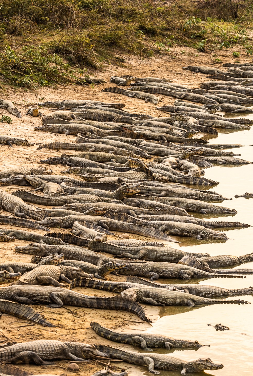 Fotógrafo registra jacarés amontoados em busca de água e animais sofrendo com a seca no Pantanal MT — Foto: Marcelo Tchebes