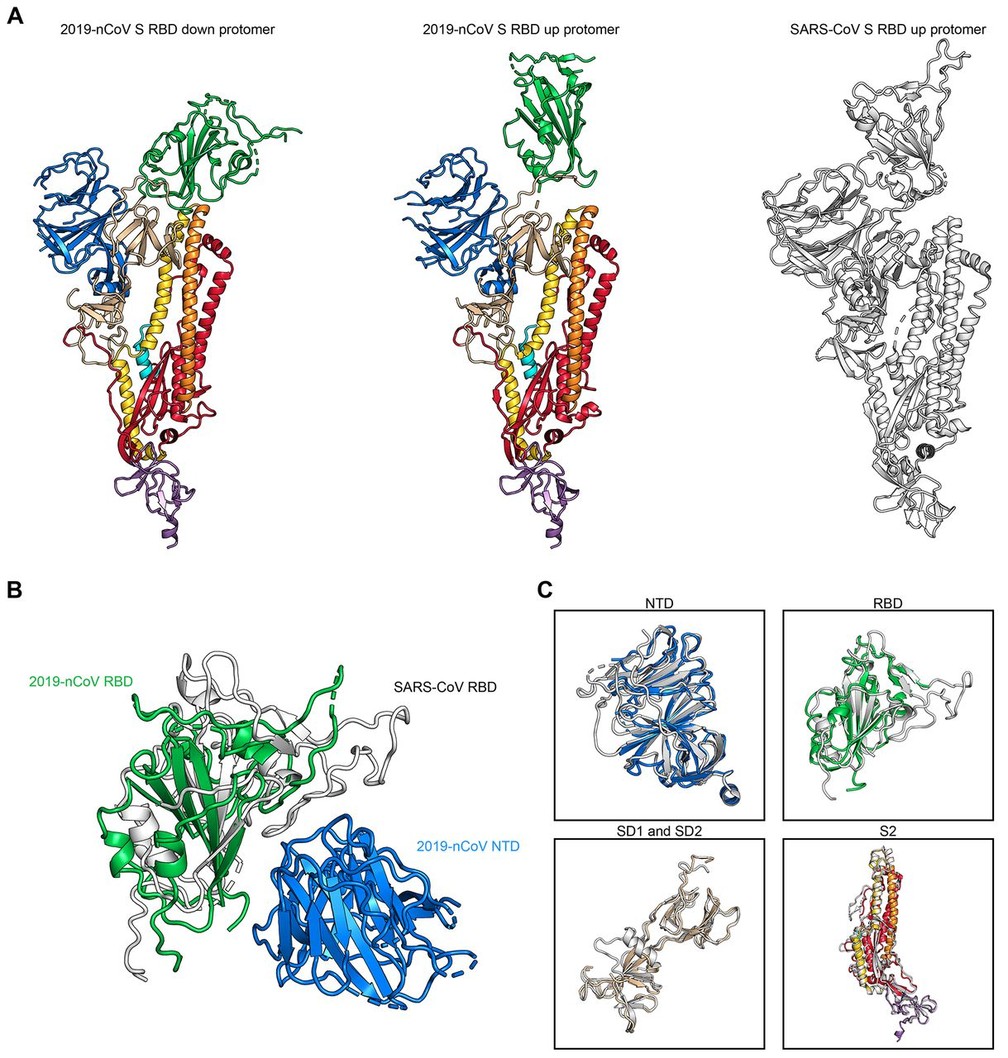 Comparação das estruturas do novo coronavírus (em colorido) e do vírus que causa a Sars (em preto e branco). — Foto: Divulgação/Science