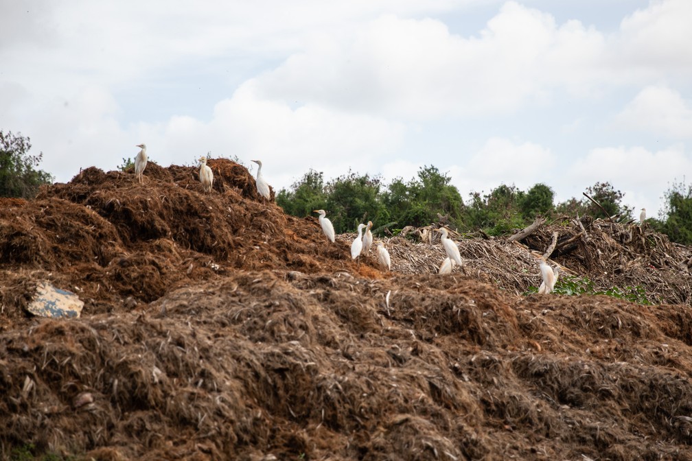 Resíduos de poda de árvores na usina de tratamento de lixo de Fernando de Noronha — Foto: Fábio Tito/G1