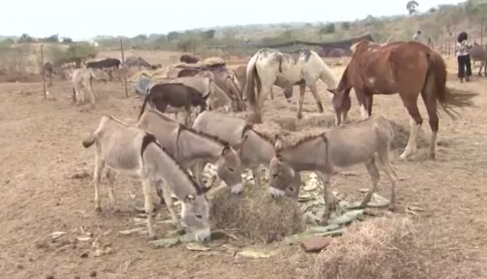 Animais são mantidos em fazenda — Foto: Reprodução/TV Sudoeste