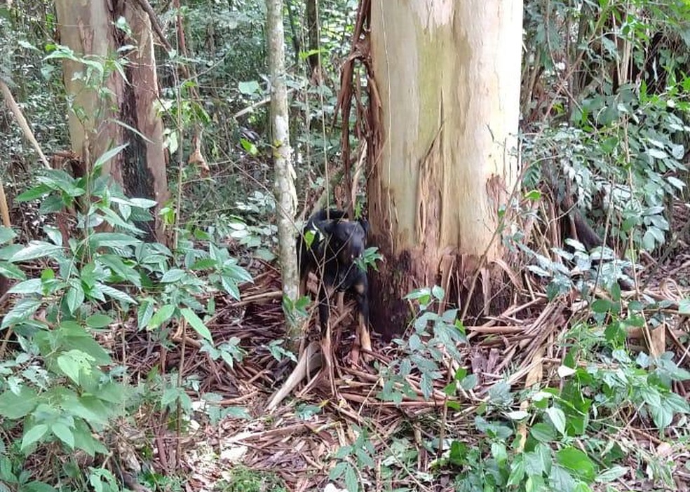 Cachorro estava acorrentado à árvore no Horto Florestal de Avaré (SP) — Foto: A Voz do Vale/Divulgação
