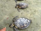 Redes de pesca podem ter causado morte de tartarugas em São Vicente
