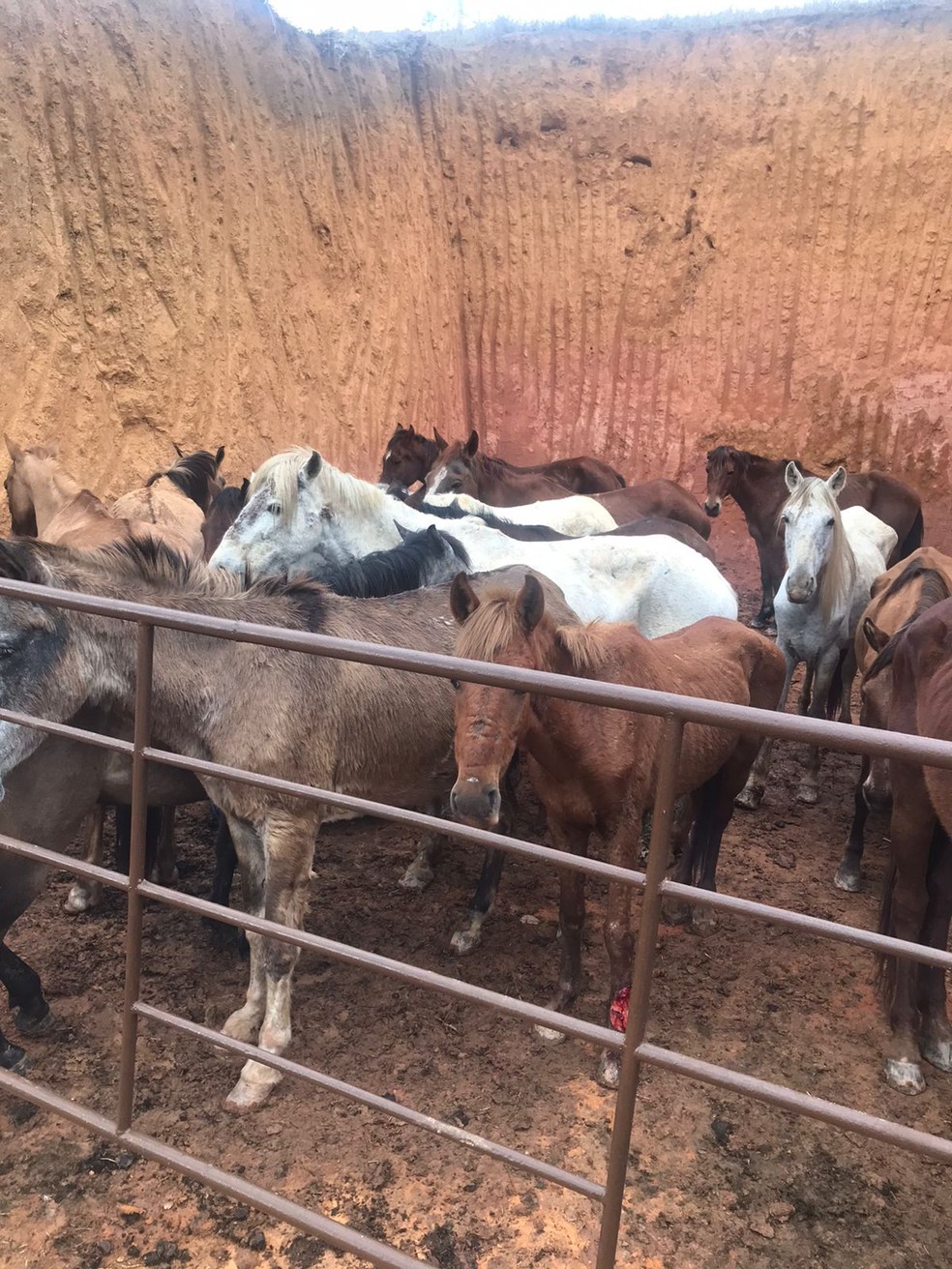 Cavalos eram furtados e carne era vendida como bovina no ES  — Foto: Polícia Civil/Divulgação 