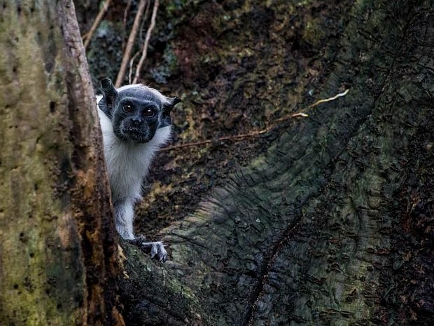 Sauim-de-coleira está na lista vermelha dos animais ameaçados de extinção (Foto: Diogo Lagroteria/Ibama)