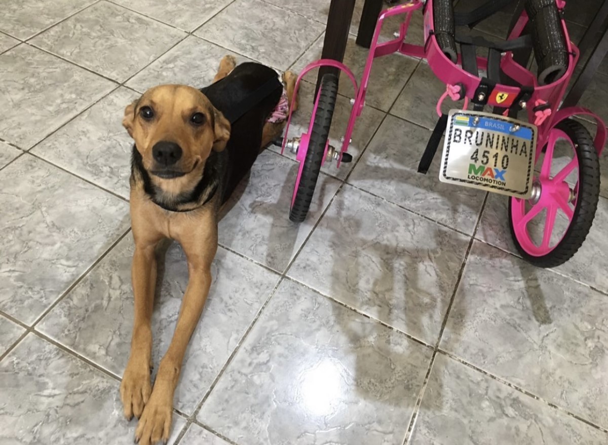 Na foto, a cadela Bruninha ao lado da sua cadeira de rodas personalizada com o seu nome  (Foto: Arquivo Pessoal/ Suellen Bucheb)