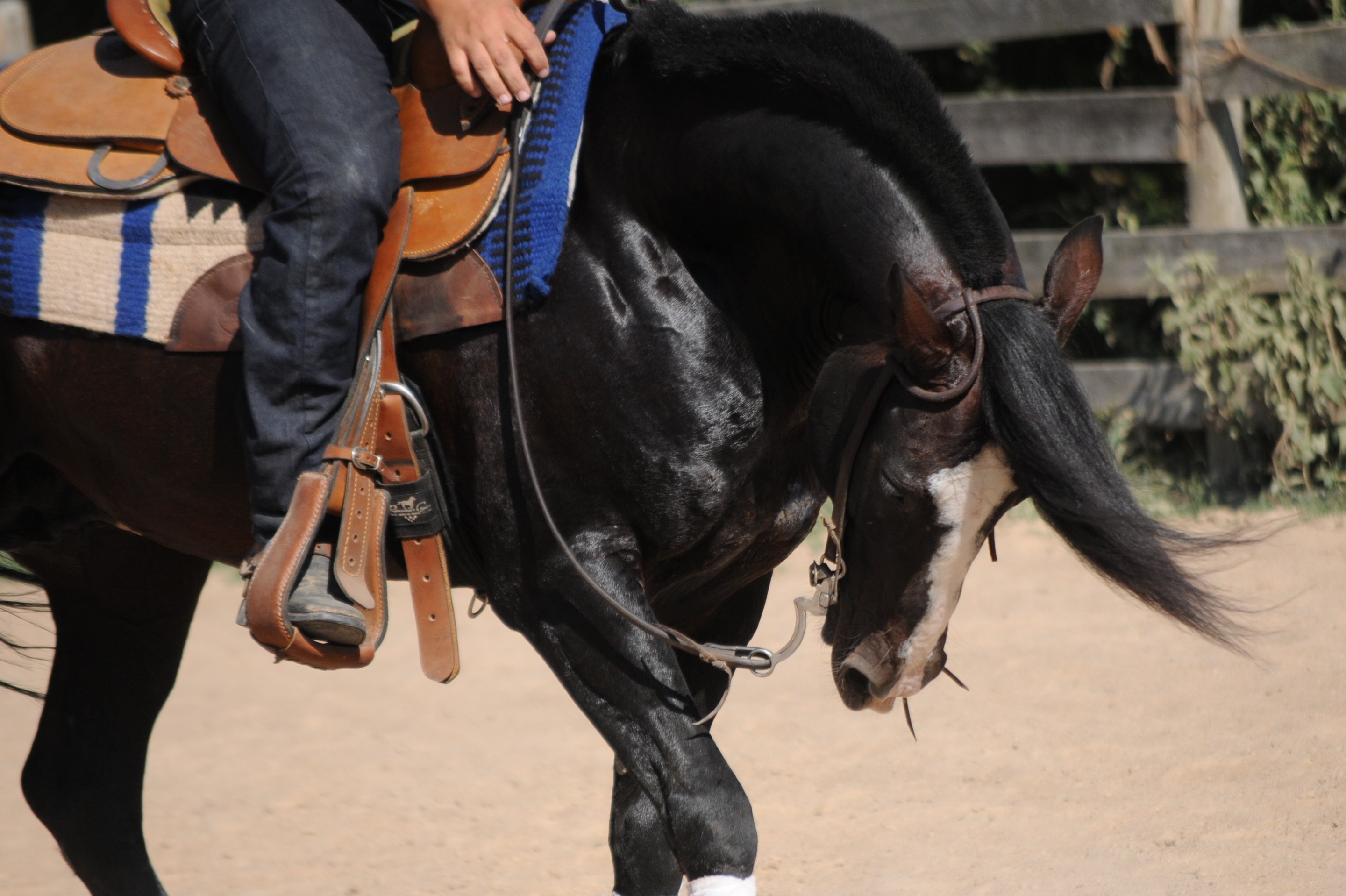 cavalo_itapororo (Foto: Faby Mattos/ ABCCC)