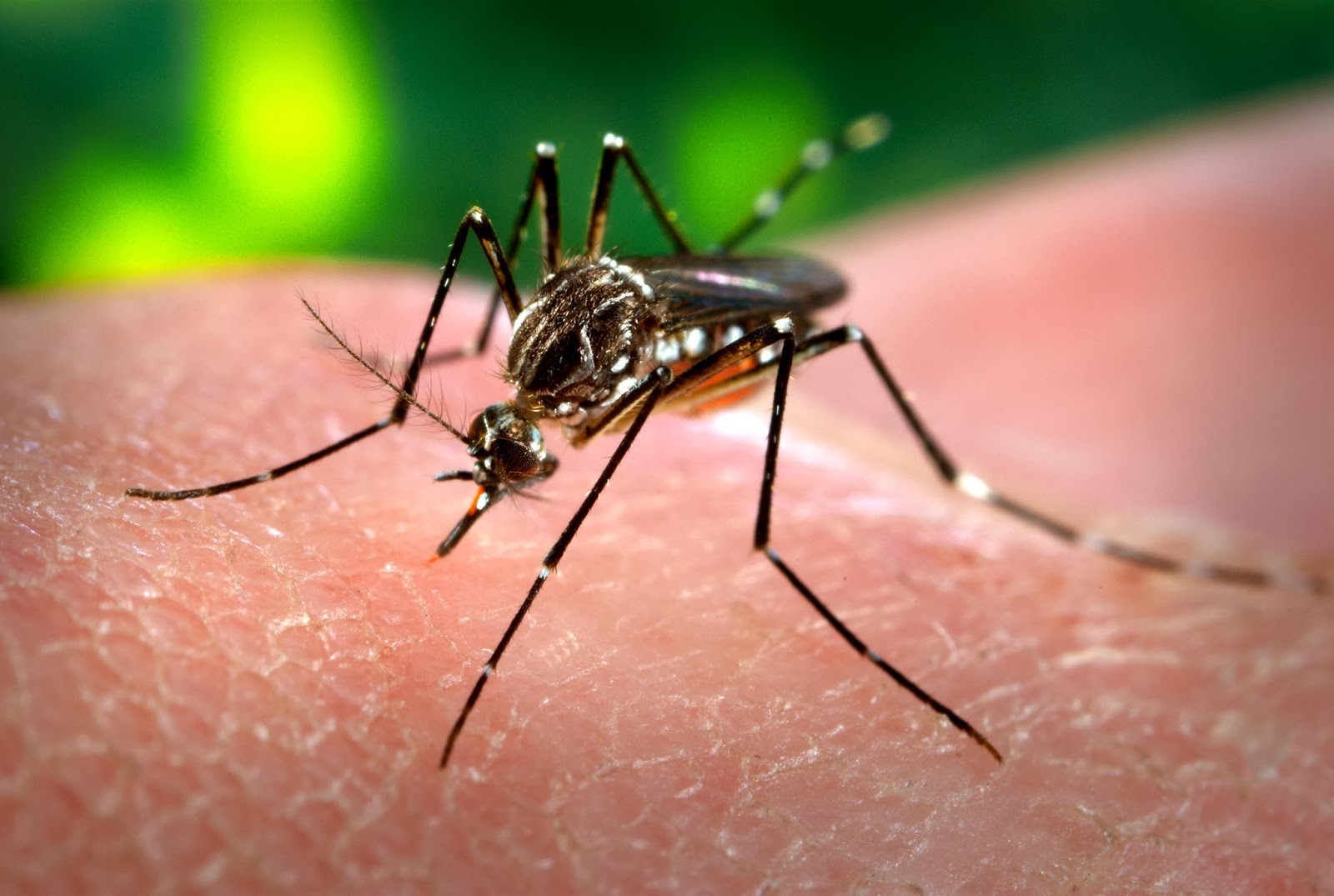 Mesmo mosquito transmissor do que o da dengue. Entenda sobre a nova doença brasileira (Foto: Reprodução)