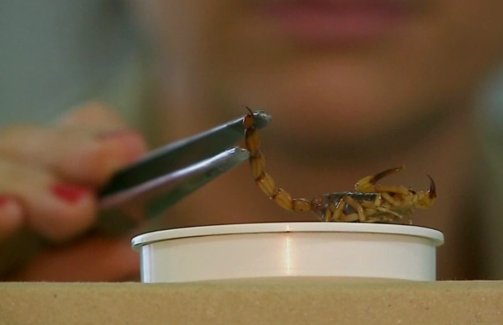 Escorpião amarelo foi encontrado em prédio no Centro de Porto Alegre (Foto: Reprodução/RBS TV)