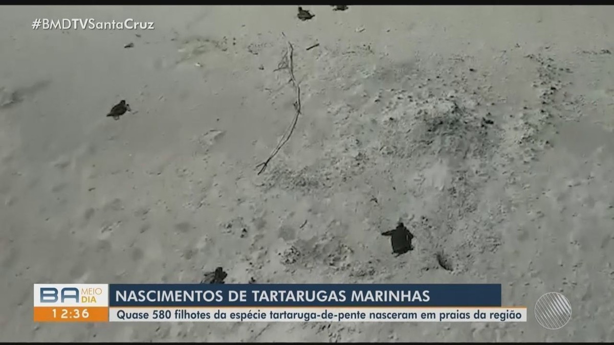 Quase 580 filhotes de tartarugas marinhas nascem em praias do sul da Bahia |  Bahia
