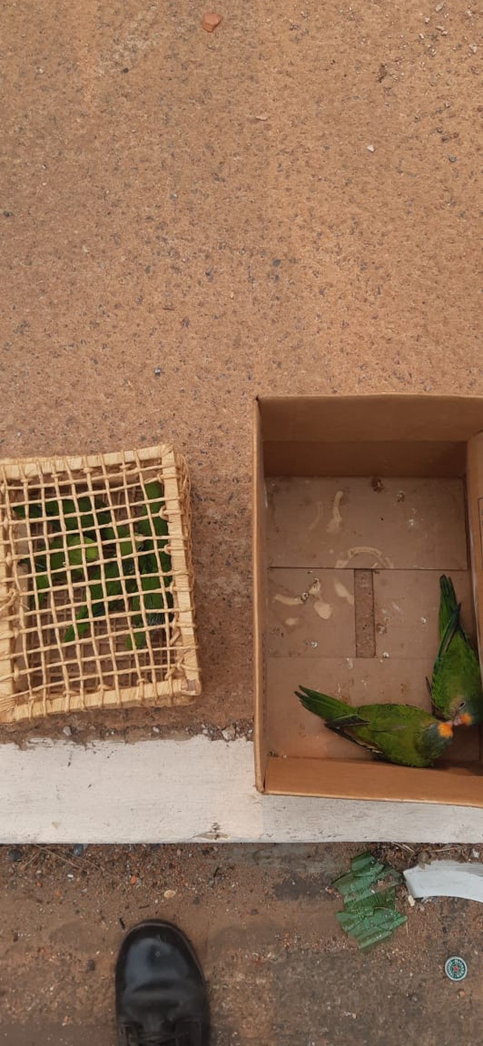 A mulher foi parada e as sete aves encontradas, sendo cinco periquitos e duas jandaias — Foto: Polcia Militar de Mato Grosso