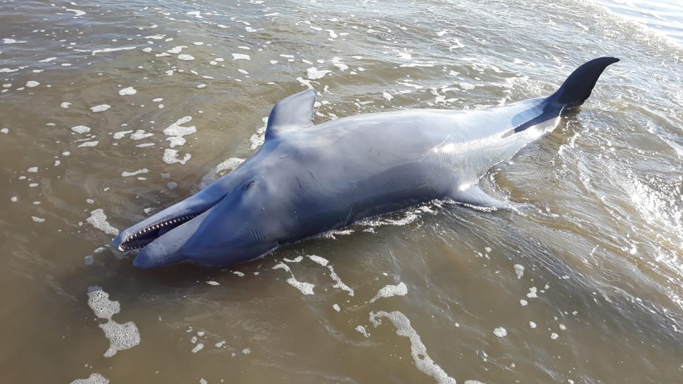 Golfinho foi morto devido ao uso de redes de pesca em São José do Norte — Foto: Divulgação/BM