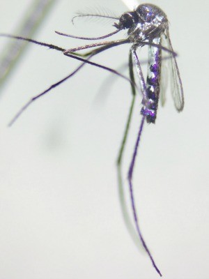 Mosquito Haemagogus janthinomys é transmissor do vírus Mayaro (Foto: Jordam William/ Fiocruz da Amazônia )