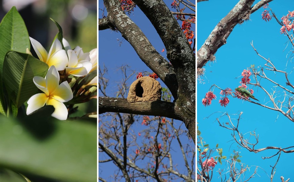 Adolescente postou fotos que tirou no bairro em Jundiaí — Foto: Gabriel Souza/Arquivo pessoal