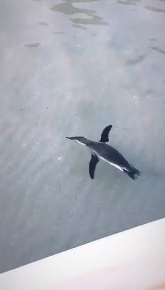 Pinguim (Foto: reprodução vídeo)