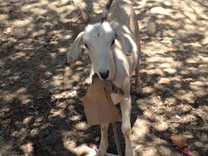 Criadouro ilegal com pelo menos 100 animais é encontrado em Campinas  (Foto: Reprodução/EPTV)