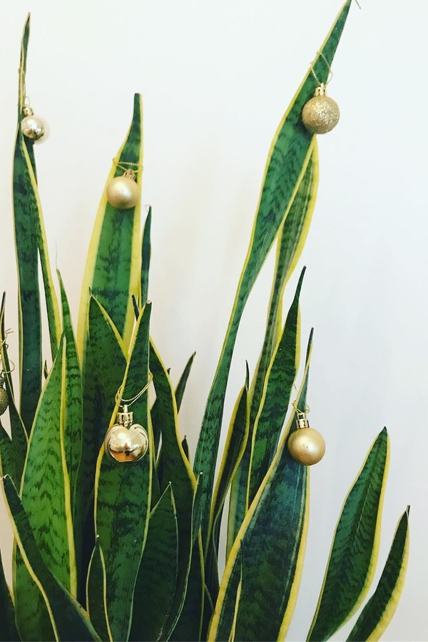 Árvore de Natal com plantas naturais: veja 6 espécies perfeitas! – Blog  DecorDiario