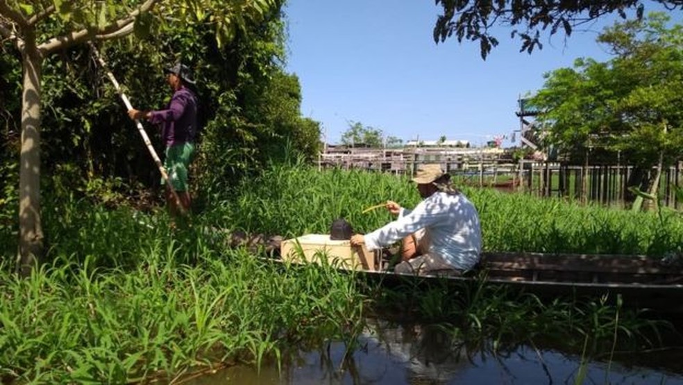 Para evitar acidentes, moradores saem em canoas capturando jararacas com ajuda de herpetólogos — Foto: Divulgação