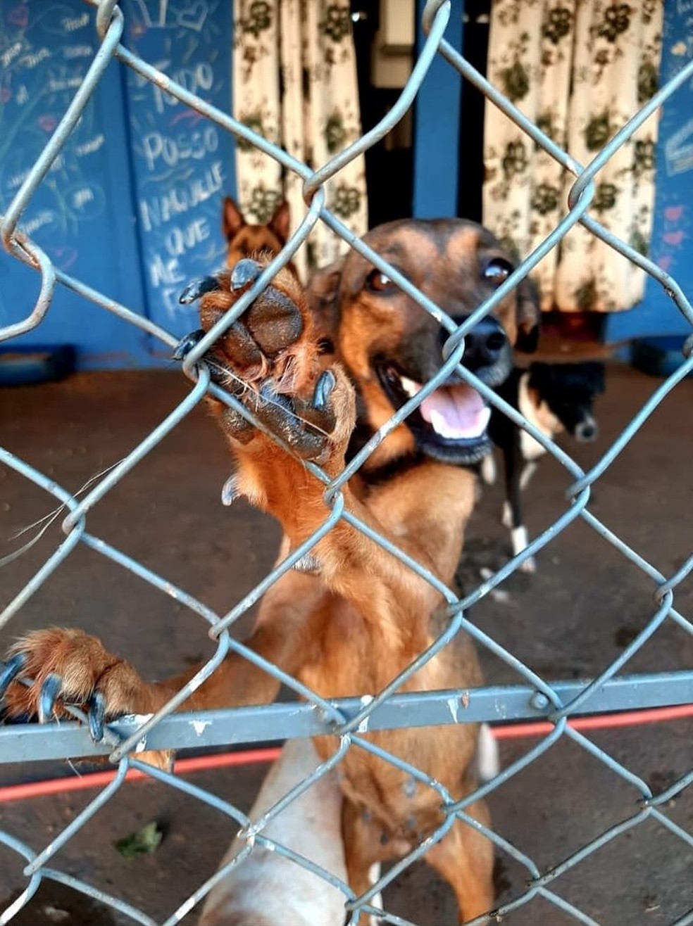 Rancho Bicho Feliz abriga quase 1 mil cães abandonados — Foto: Ana Paula Leocádia Puro