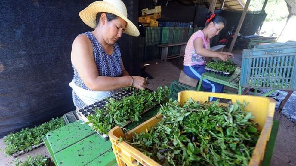 A estévia é um adoçante natural que é feito a partir de folhas de uma planta (Foto: Getty Images)