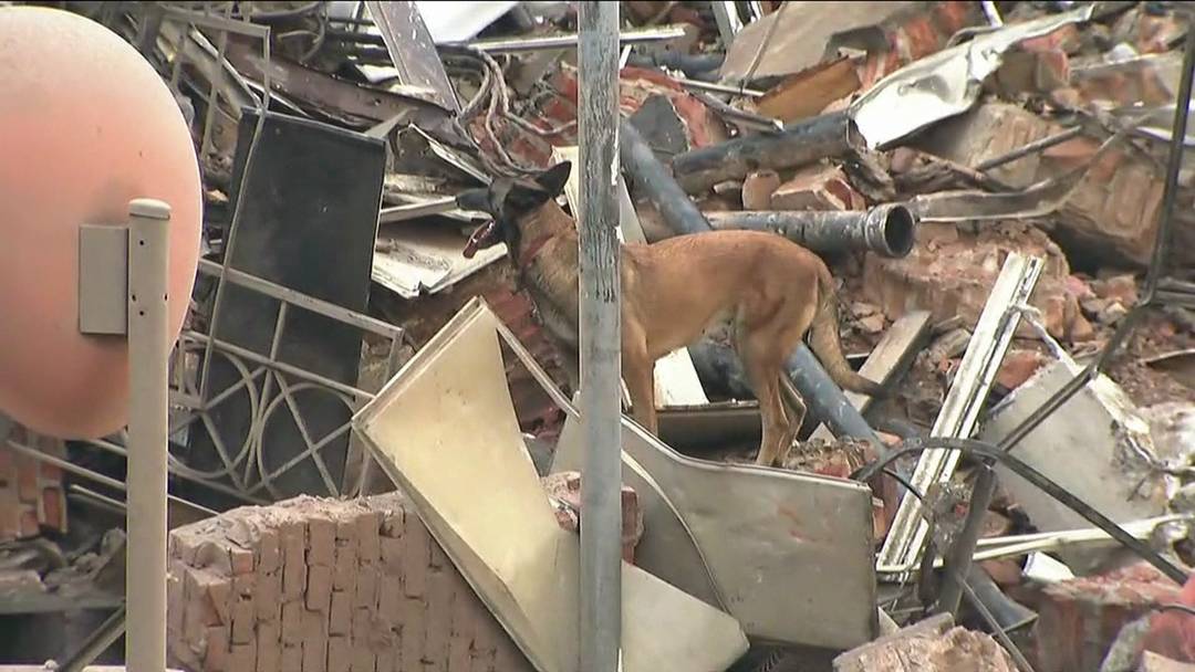 Cão observa escombros de prédio que desabou
