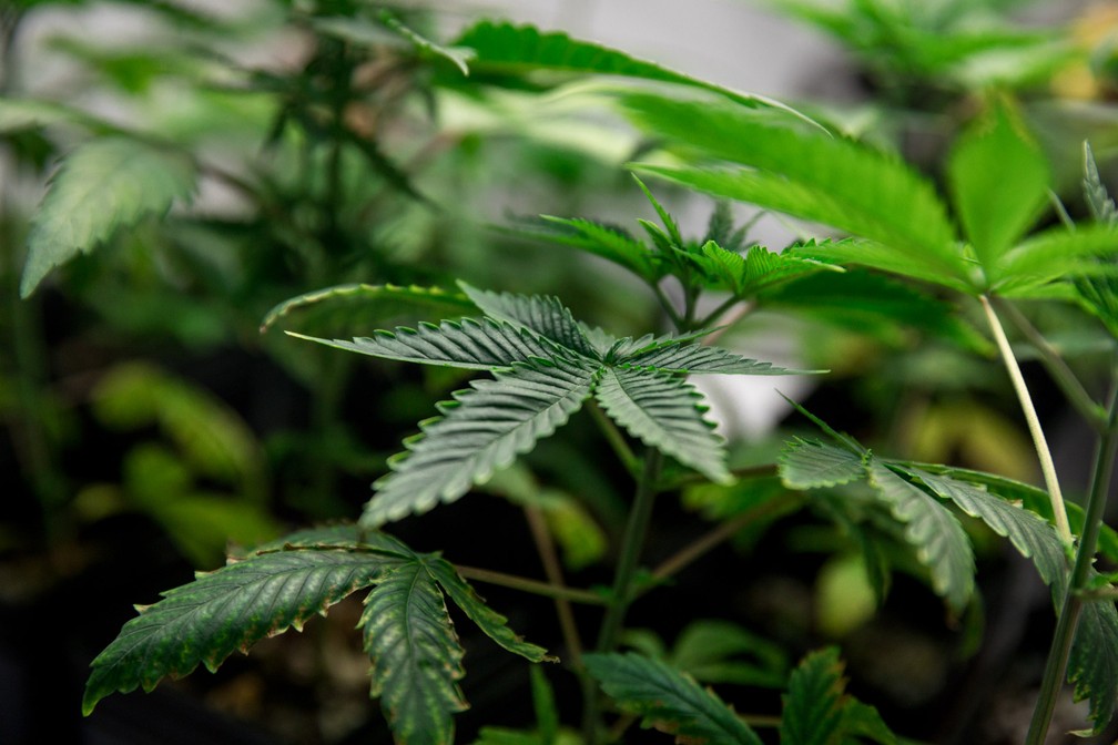 Cannabis medicinal está presente no tratamento de 26 condições médicas — Foto: Marcelo Brandt/G1