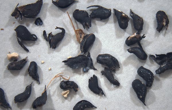 Algumas das sementes de grama extraídas das pegadas (Foto:  Matthew Robert Bennett)
