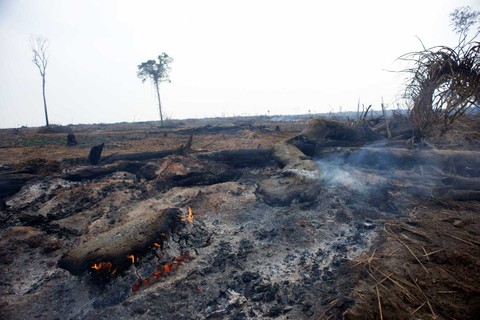 O Pará é onde ficam alguns dos municípios que mais desmatam e com maior número de incêndios este ano.
