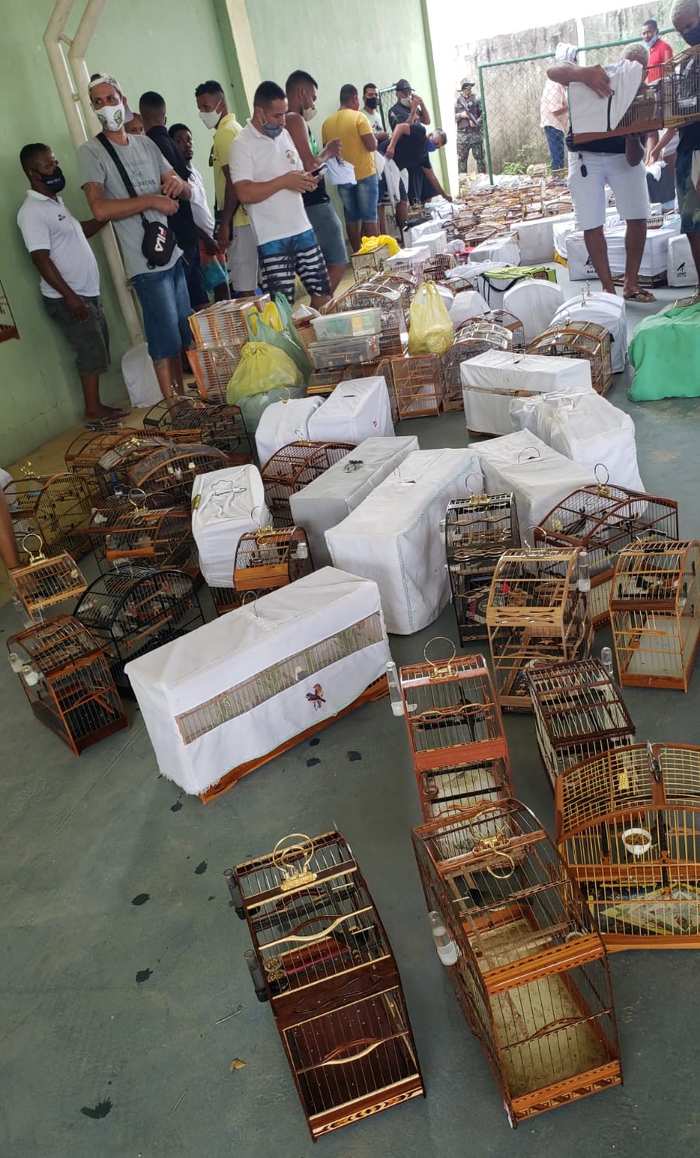 Quase 200 papa-capins foram apreendidos em competição ilegal de canto em Candeias — Foto: Polícia Militar/Divulgação