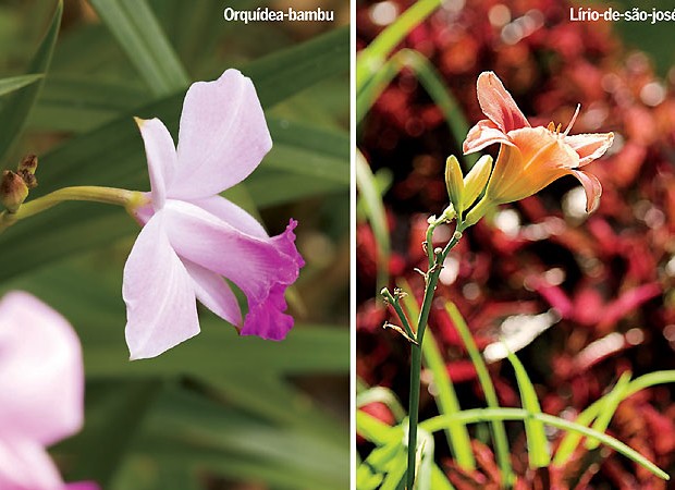 orquídea (Foto: Casa e Jardim)